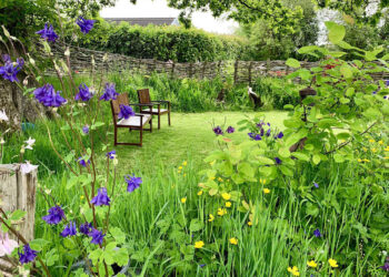 Skanda Vale Hospice - The Early Summer Garden