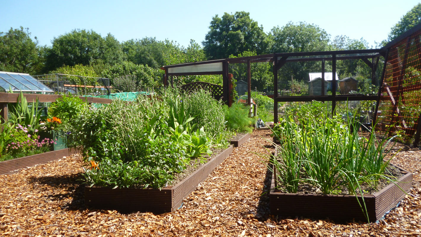 Aberystwyth Allotments
