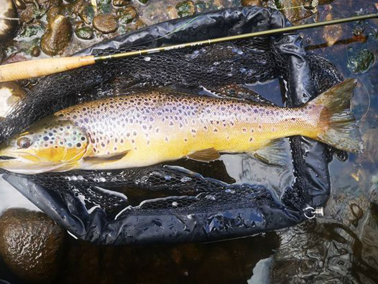 Fighting to bring back the Salmon