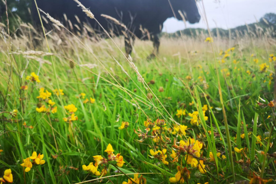 Bumblebee Friendly Farmers Lead the Way in Wales