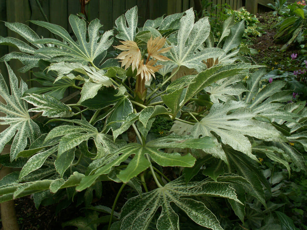 Fatsia japonica, Spiders Web
