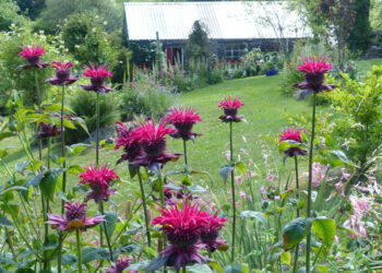 Glyn Bach - The High Summer Garden