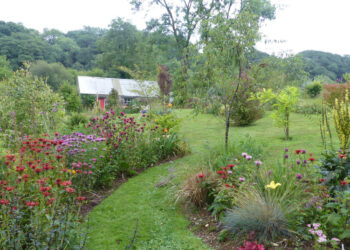 Glyn Bach - The High Summer Garden