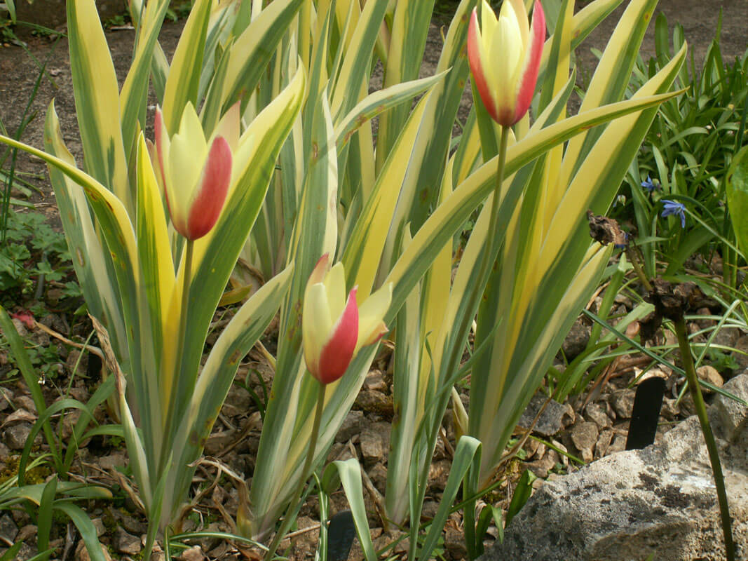 Iris pallida ‘Aurea Variegata’ - The High Summer Garden