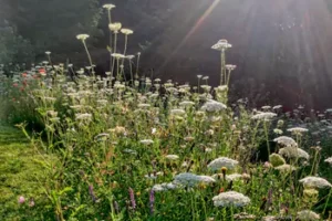 Meadow Creations