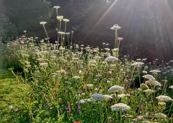 Meadow Creations