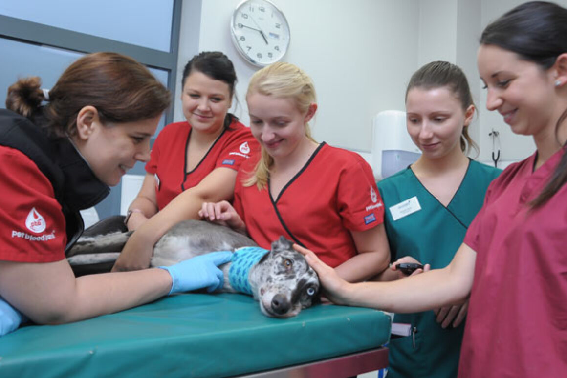 Happy, Healthy and Confident Dogs Needed to Become Blood Donors in Cardiff