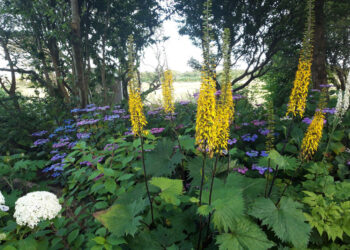 Westcliffe - The High Summer Garden