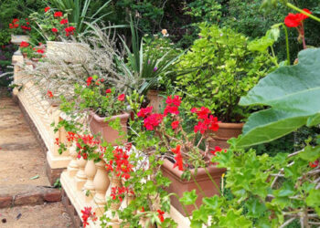 Westcliffe - The High Summer Garden