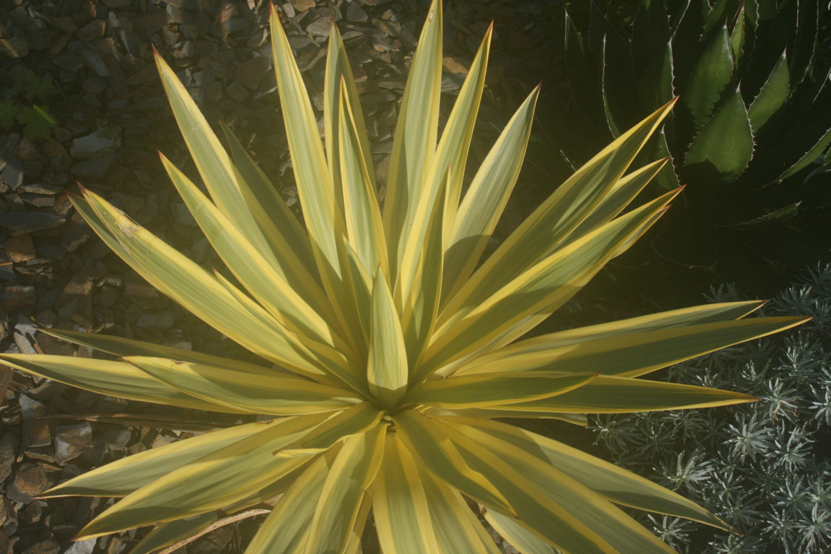 Yucca Gloriosa, 'Bright Star' - The High Summer Garden