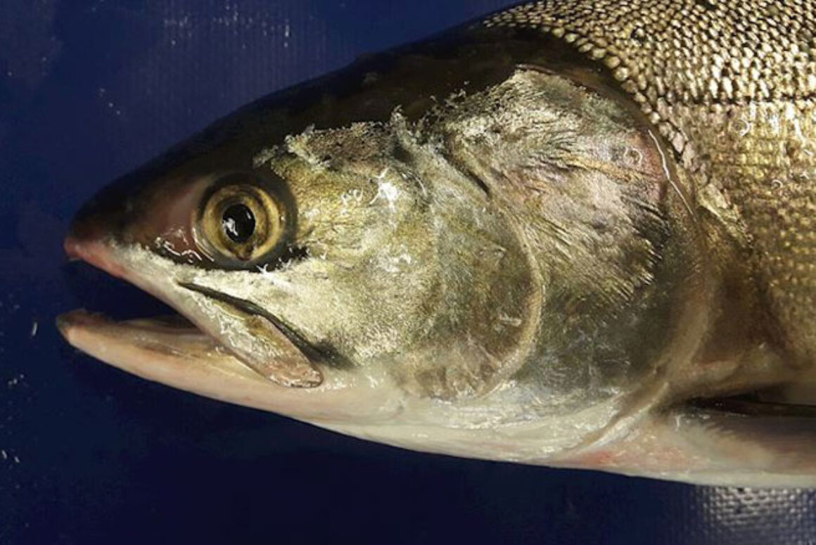 Fighting to Bring Back the Salmon
