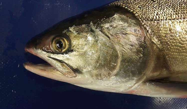 Salmon