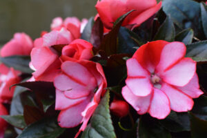 Homeless Pembrokeshire - Brightening a war memorial with summer plants