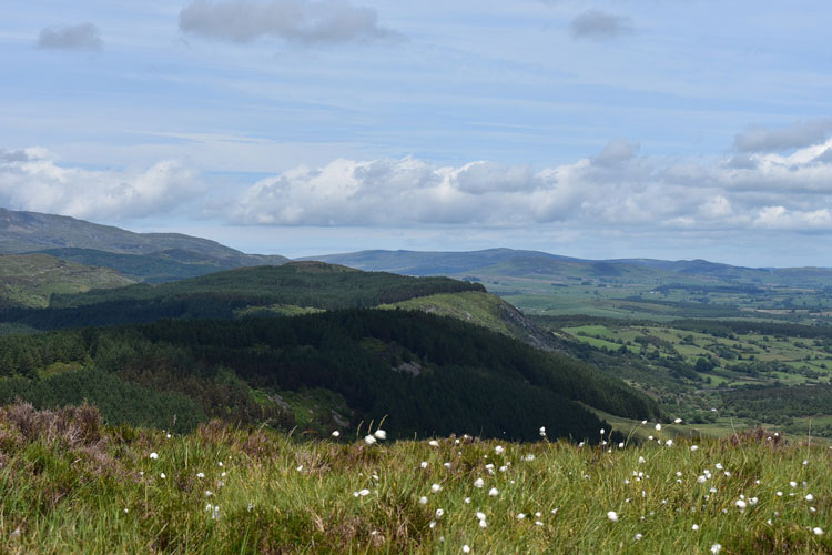 Cae Coch 
