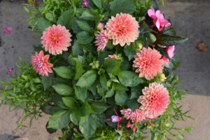 Homeless Pembrokeshire - Brightening a war memorial with summer plants