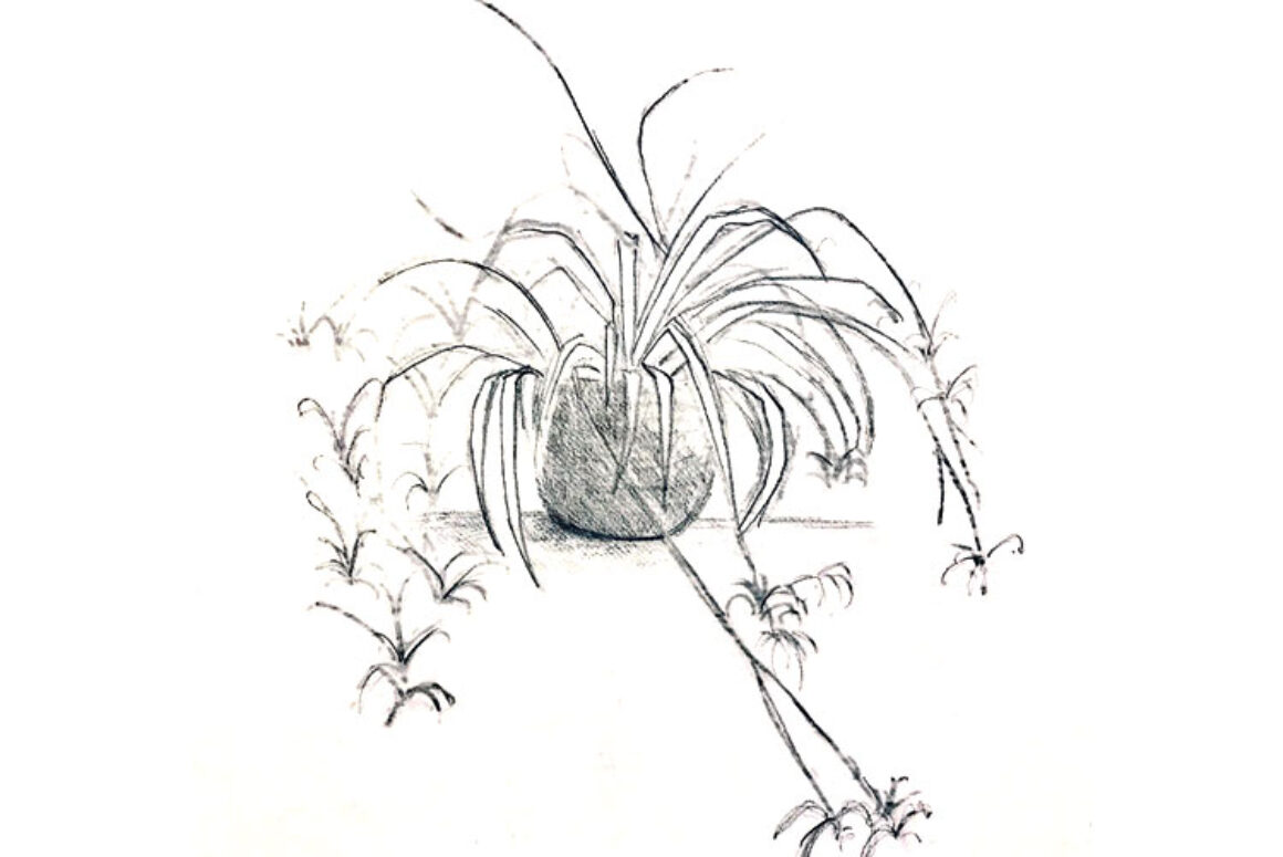 The Spider Plant