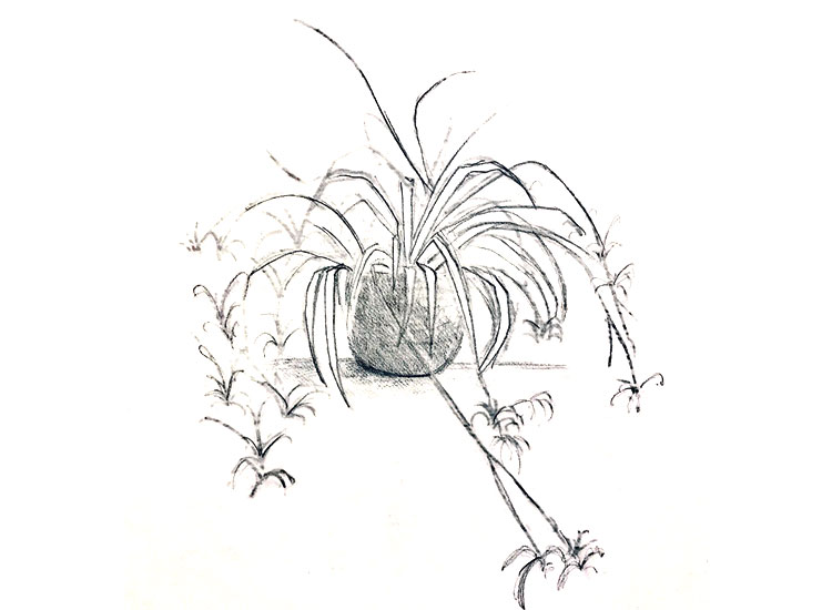 The Spider Plant