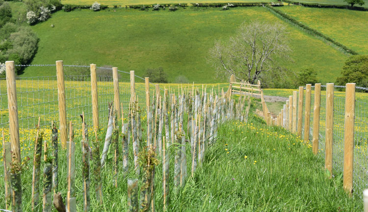 Nature conservation is at the heart of Montgomeryshire beef and sheep farm