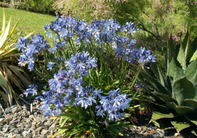 Agapanthus - 'Charlotte'