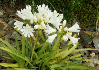 Agapanthus - 'Twister'