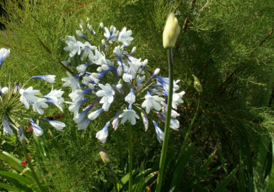Agapanthus - 'Twister'