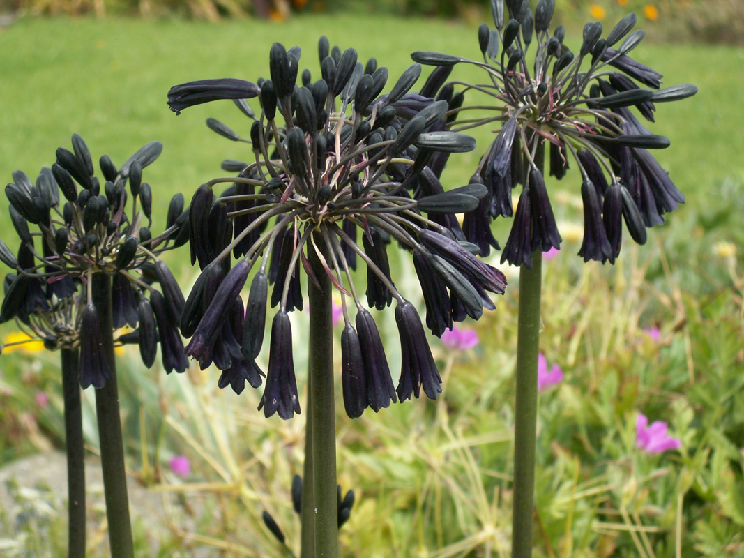 Agapanthus inapertus - 'Black-Magic'
