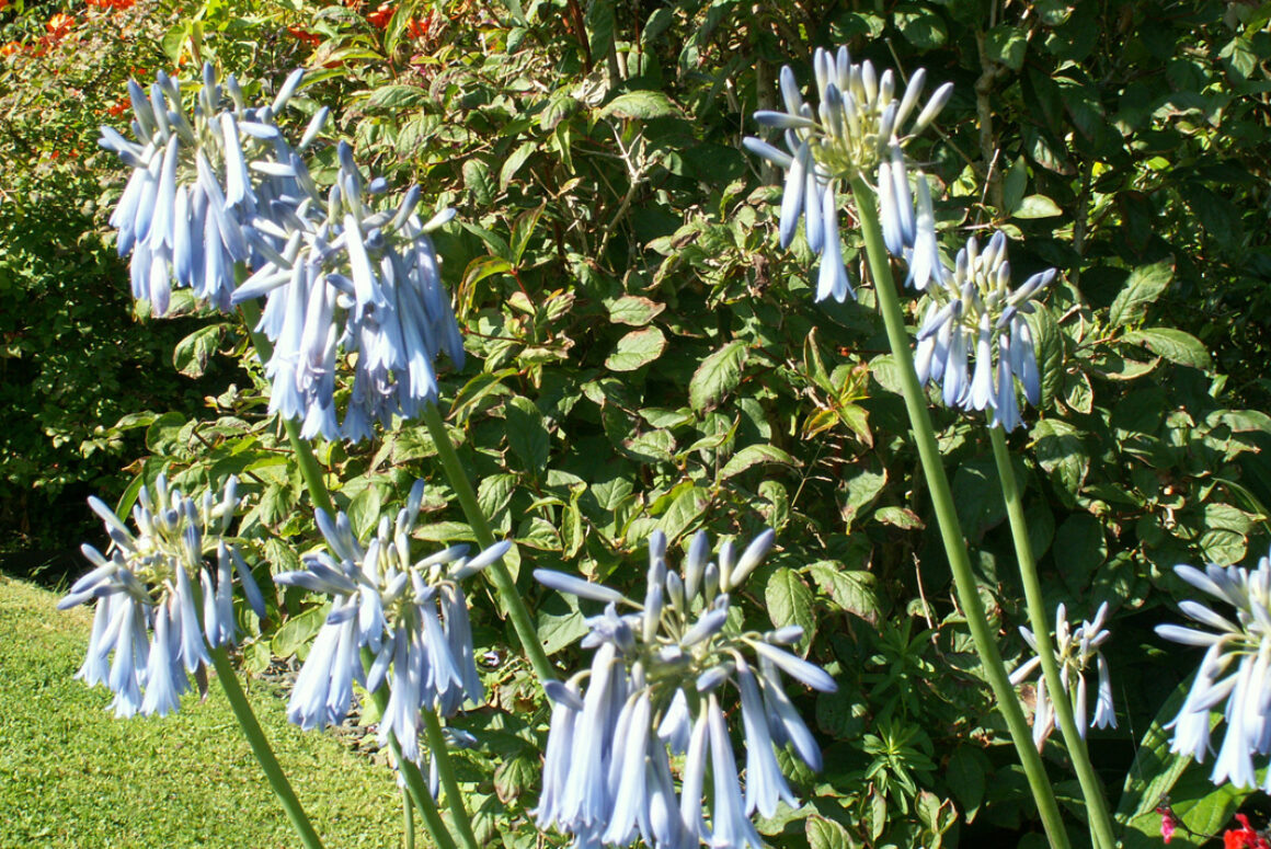 The Early Autumn Garden 2021