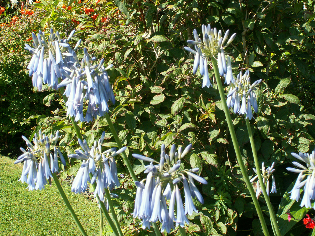 Agapanthus inapertus - Sky