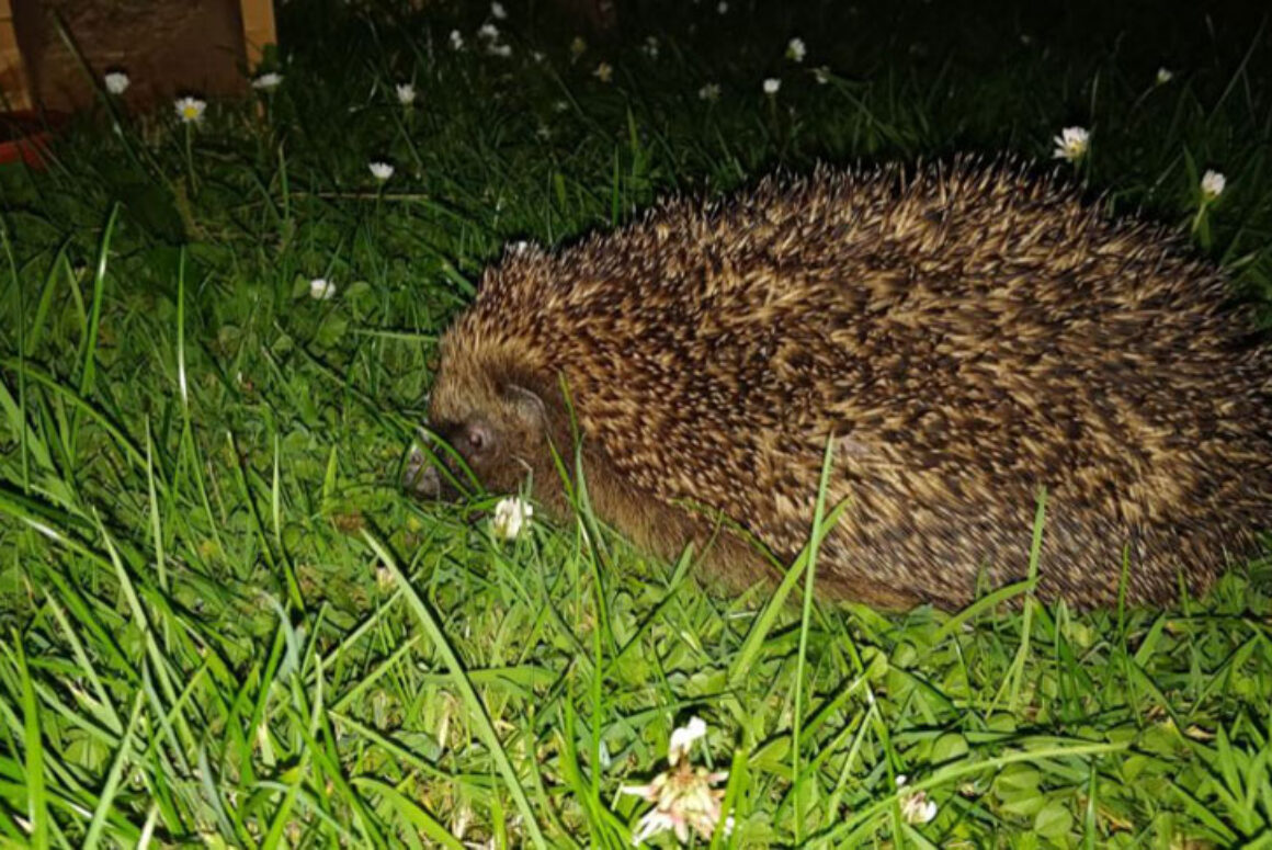Hedgehog Highways Campaign is Prickly Business