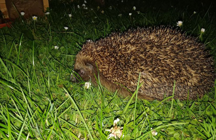 Hedgehog Highways campaign is prickly business