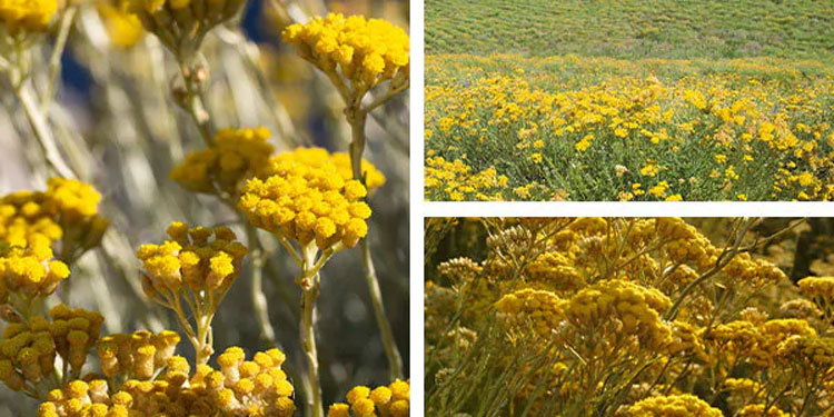 The Immortelle flower from Corsica