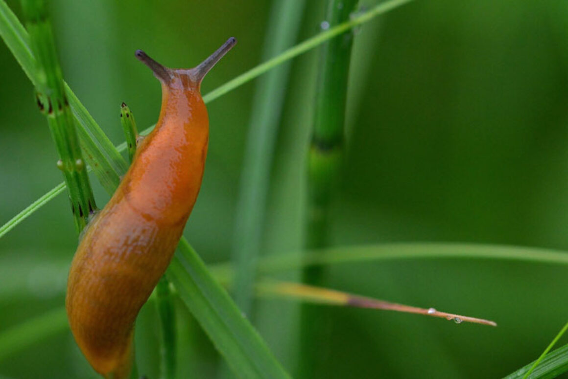 How Can Welsh Gardeners Combat the Influx of Slugs and Snails?