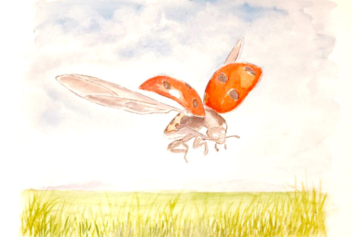The Giant Ladybird