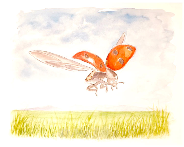 The Giant Ladybird