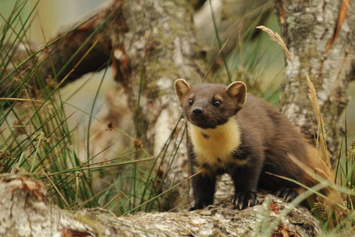 Vincent Wildlife Trust’s (VWT) Pine Marten Recovery Project 
