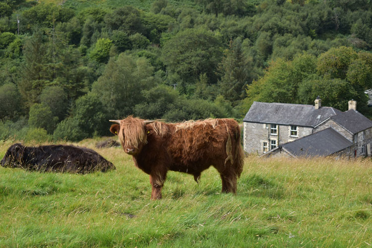 Cefn Coch Farm