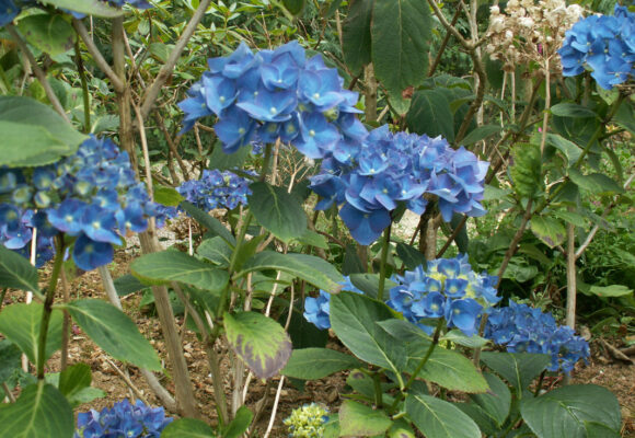Hydrangea 'Blue Wave'