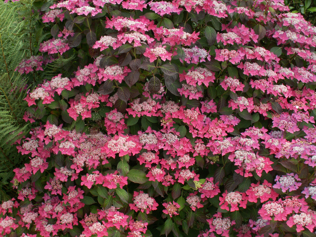 Hydrangea 'Garden House Glory'