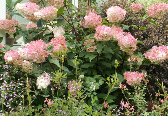 Hydrangea paniculata 'Vanille Fraise'