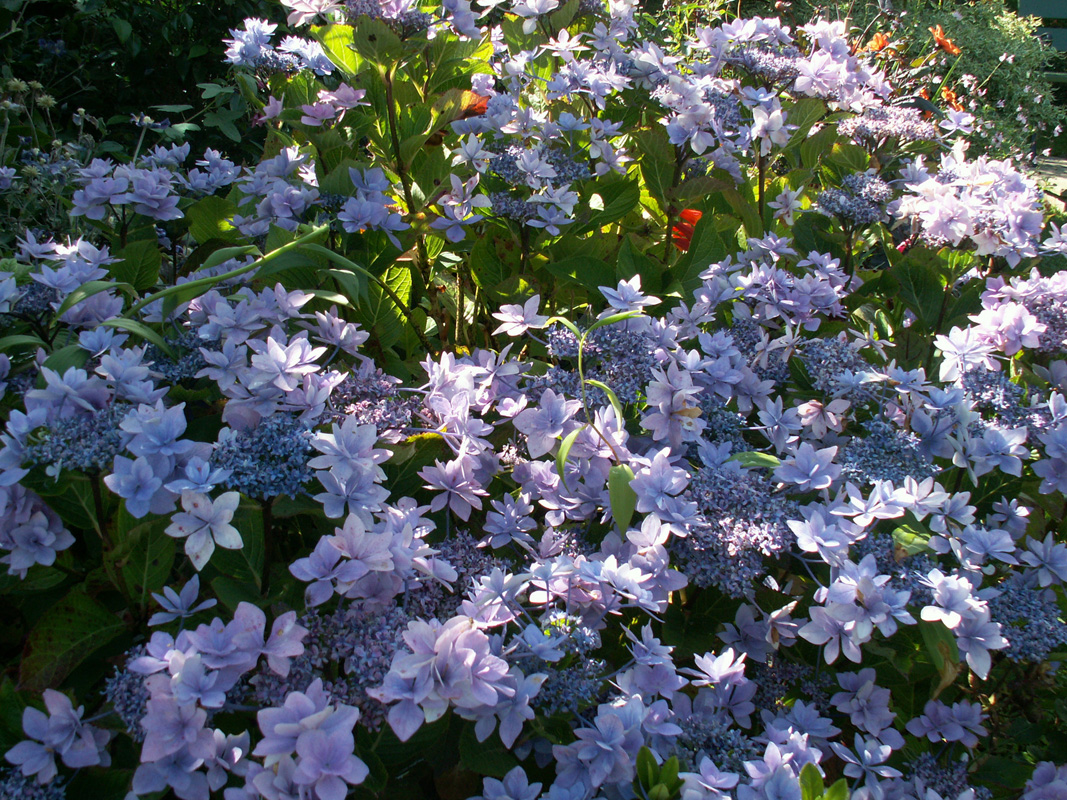 Hydrangea serrata hybrid