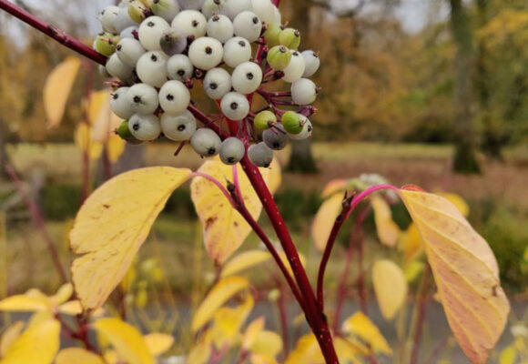 Llysdinam - Cornus alba