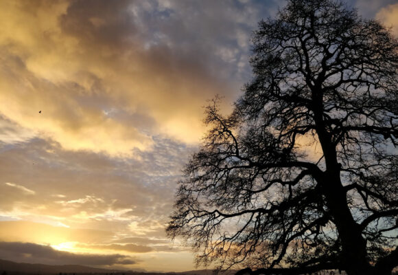 Llysdinam - Winter light on Turkey Oak