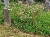 Churchyard wildflowers