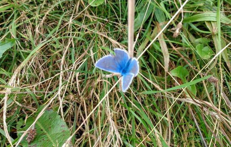 common-blue-butterfly