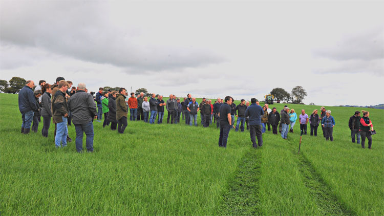 Trial shows plough versus direct drill reseeding decisions are not clear cut