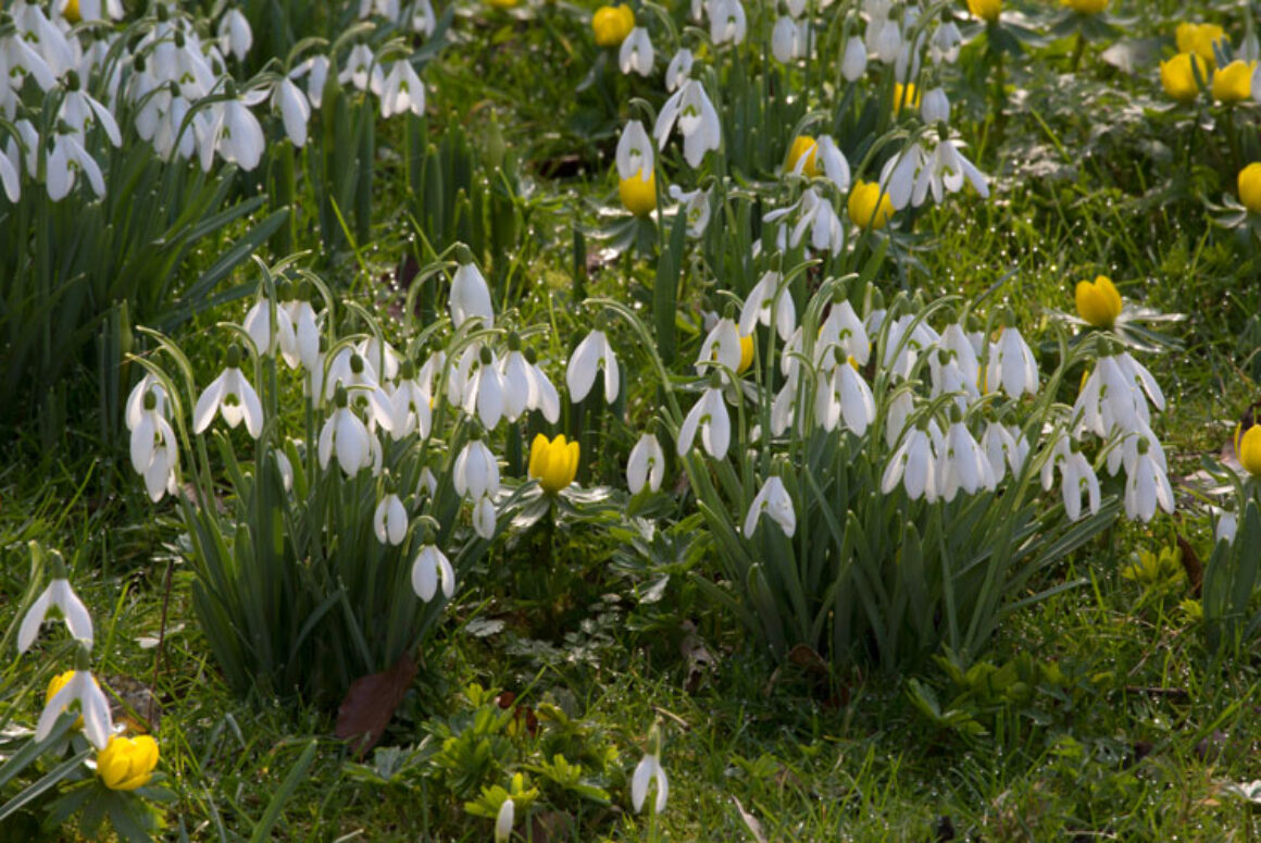 100 gardens to celebrate the National Garden Scheme Snowdrop Festival in 2022 100 Gardens to Celebrate the National Garden Scheme Snowdrop Festival in 2022