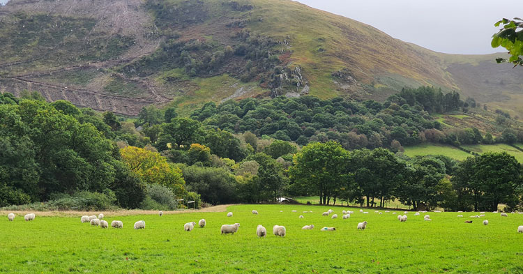 Nannerth Fawr Farm Nannerth Fawr Farm