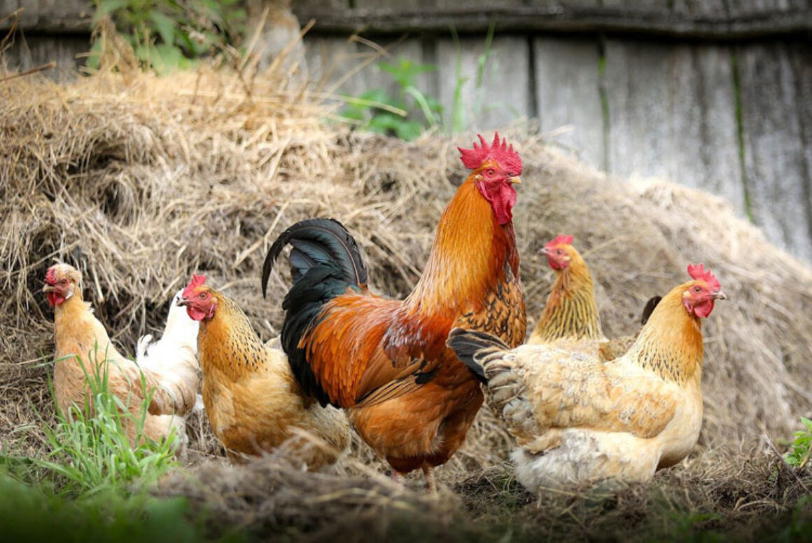 Avian Influenza: Prevention Zone Declared Across Great Britain