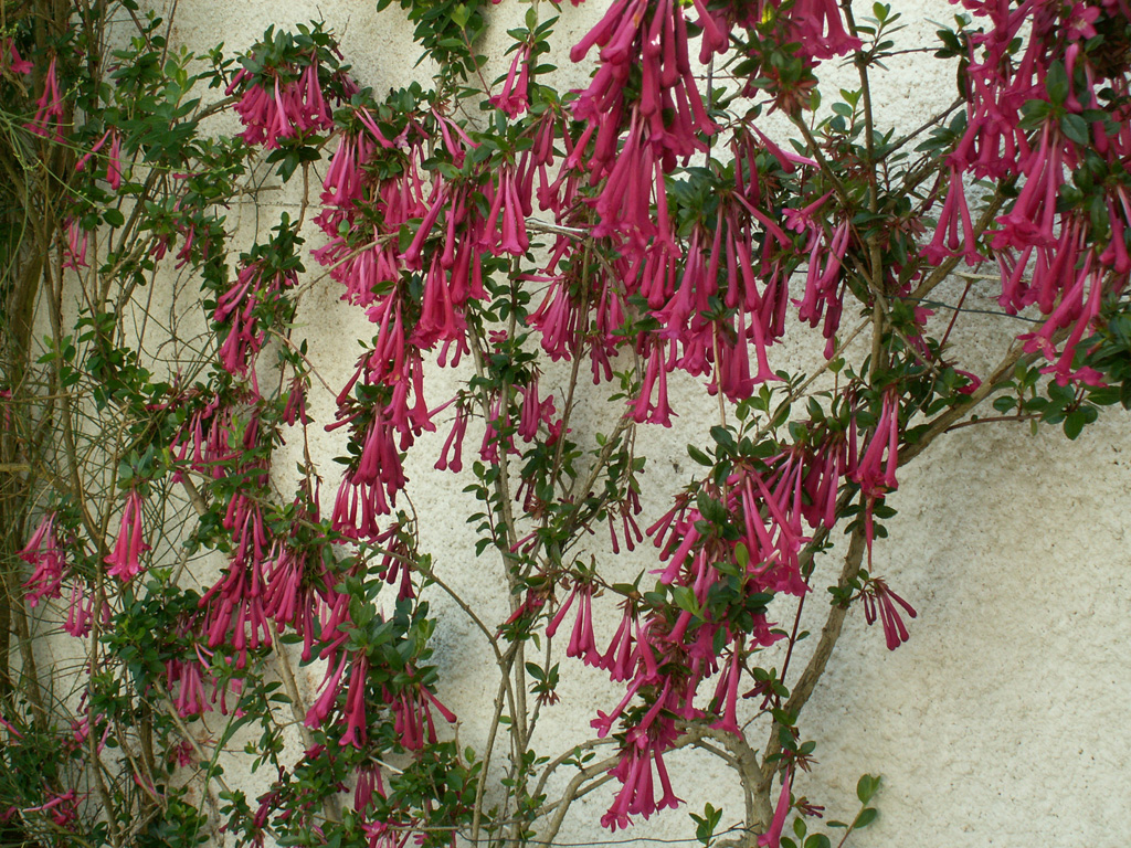 Abelia floribunda
