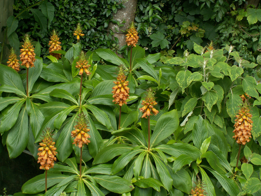 Digitalis sceptrum